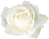Dj Light White Rose