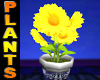 Sunflower Pot Plant
