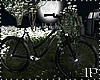 Black Couple Bicycle