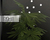 Mel*Weed Plant