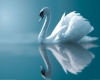 gold and white swan