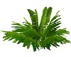 Jungle Plant Longleave