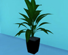 Green Potted