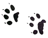 Paws