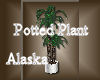 [my]Alaska Potted Plant