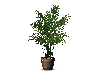 [MzE] Plant with pot