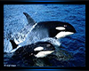 {CK} Whales Photo Frame