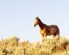 Golden Moment (Mustang)
