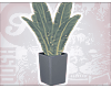 !E - Grey Plant