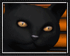 CAT Halloween