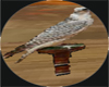falcon Saqr arabic