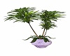 [KN] Lilac Draecena Tree