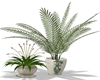 Ocean's Indoor Plants