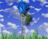 Blue Rose and Grass