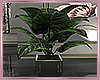 Solitude Plant 2