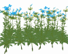 Flowers B2