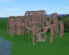Loves Weeping Pink Tree