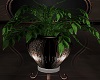 +OLDIES PLANT 2+