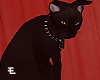 Oracle Cat
