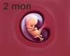 2 mon fetus