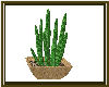 potted Cactus