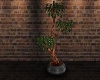 (CV) Potted Plant