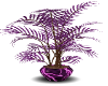 purple haze potted plant