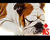 Adopt Adult Bulldog