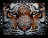 🐅 Tiger Background