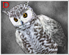 Shoulder Owl