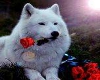 White Wolf with Rose