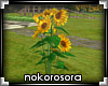 n. Sunflowers