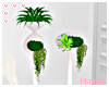 ♡ Minimal Plants
