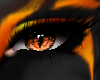 Orange Tiger eyes2024