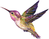 hummingbird (R)