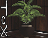 POTTED PALM