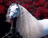 andalusian horse3