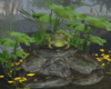 Enchanted Frog