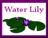Water Lily *lila*