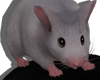 ratatouille