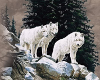 White Wolves Scouting