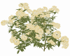 Bush Flowers1
