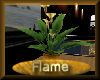 [my]Flame Bonzai Lily