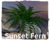Sunset Fern