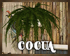 Cocua Hanging Fern