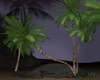 Tropical Palm&Rocks
