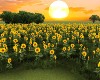 !R! Sunflowers By Sunset