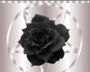 Pentagram and black rose