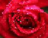 tappeto red rose