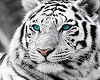 *LH* Tiger Animated